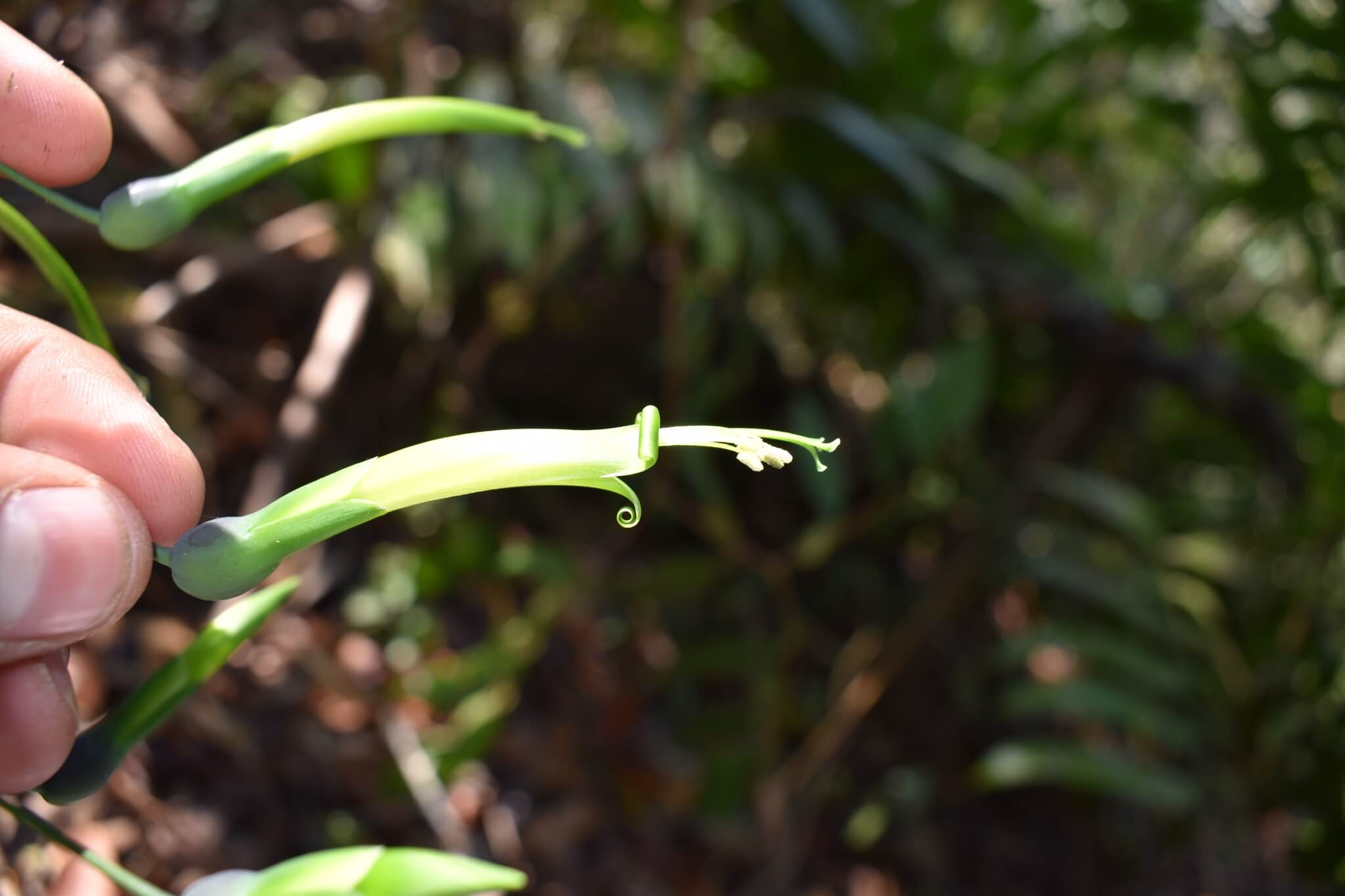 Billbergia viridiflora